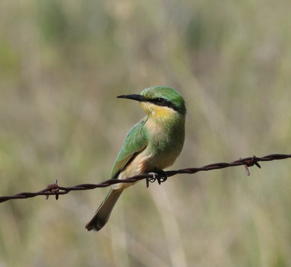 Little Bee-eater - ML613374818