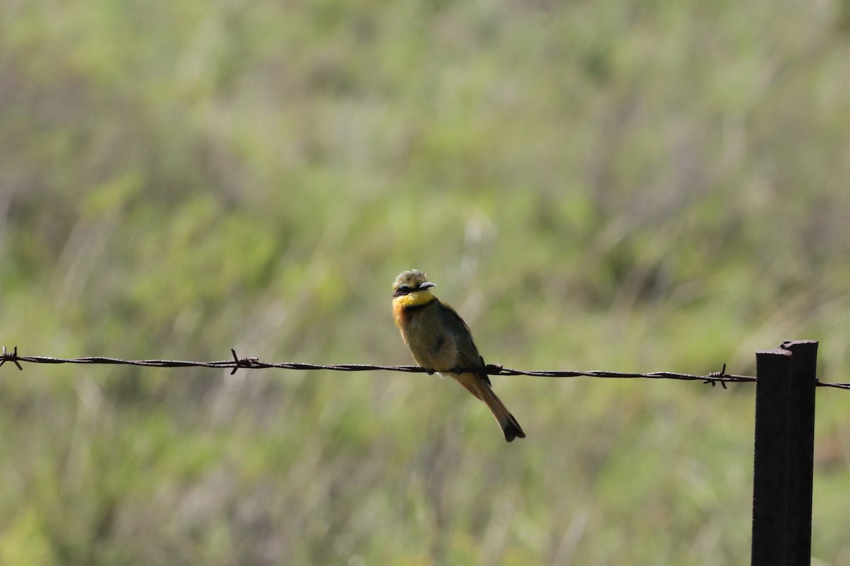 Little Bee-eater - ML613374820