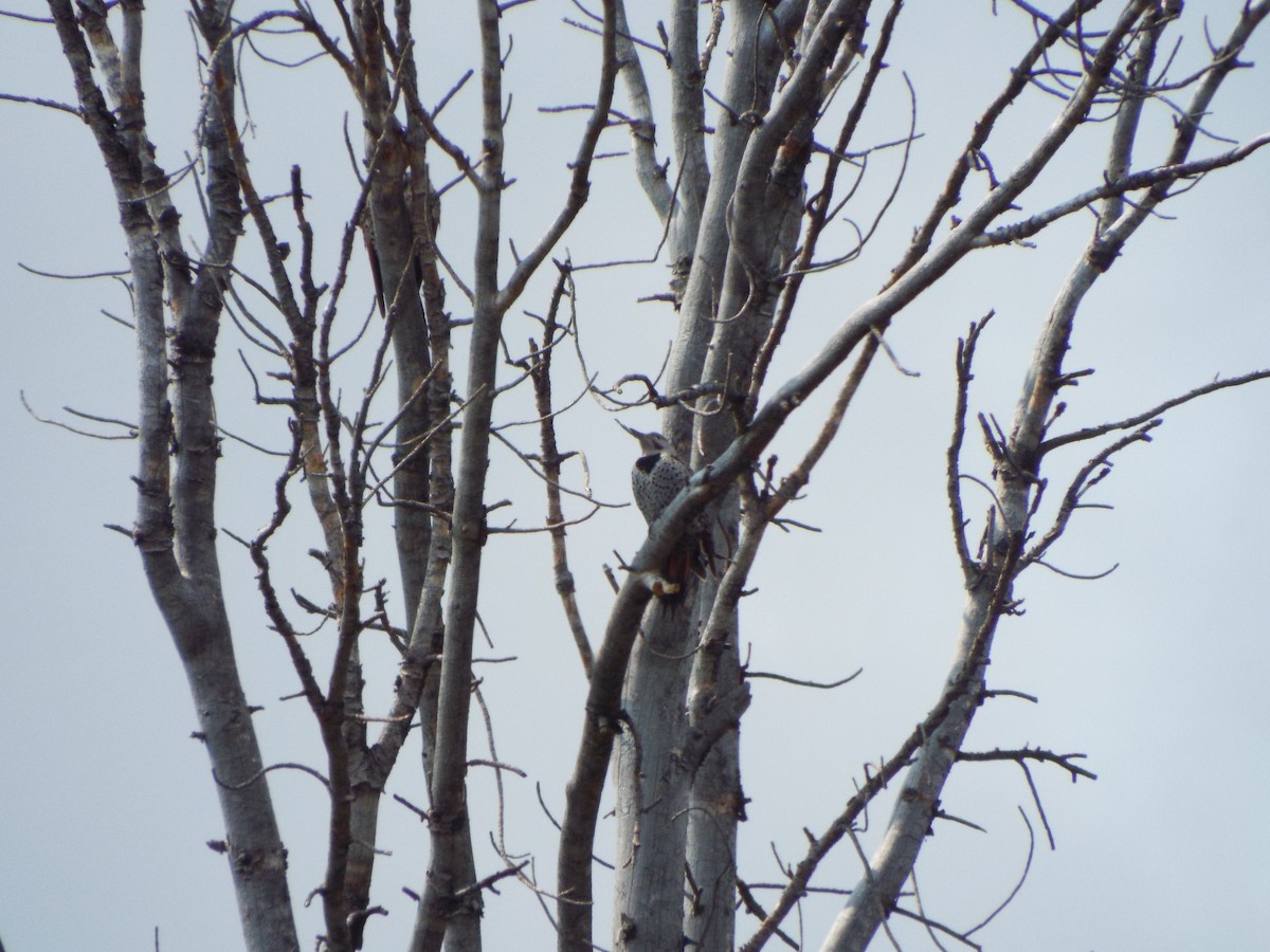 Northern Flicker - ML613374831