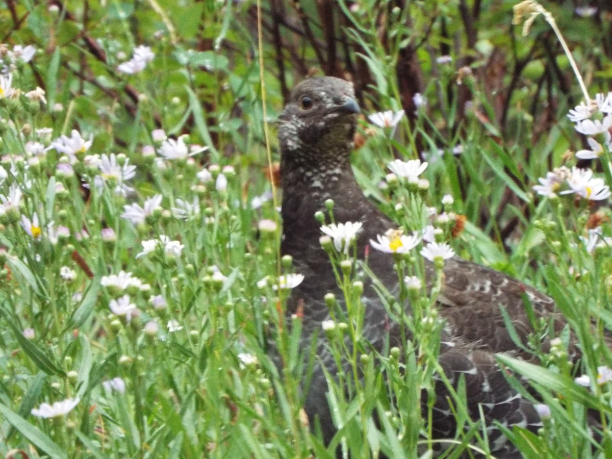 Dusky Grouse - ML613374866