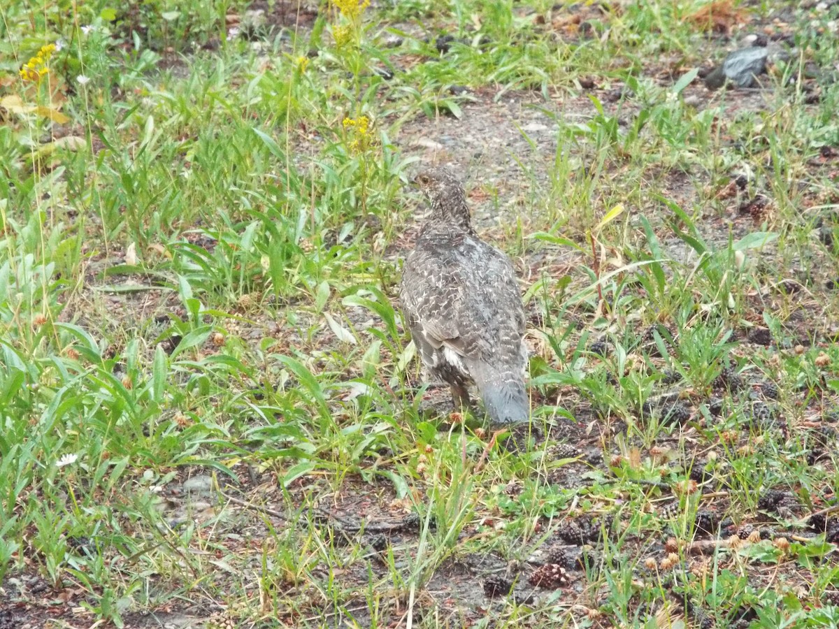 Dusky Grouse - ML613374871