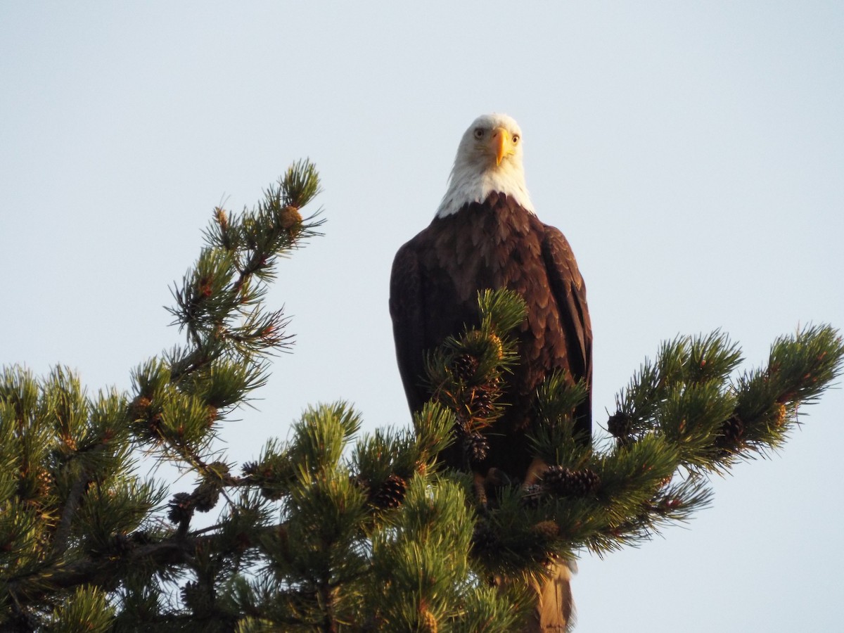 Bald Eagle - ML613374883