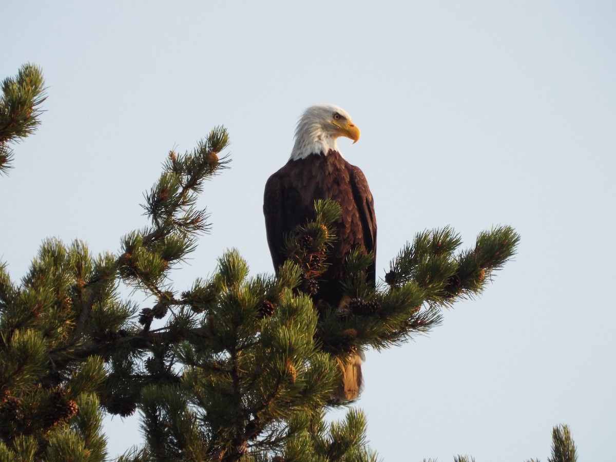 Bald Eagle - Chen Faibis