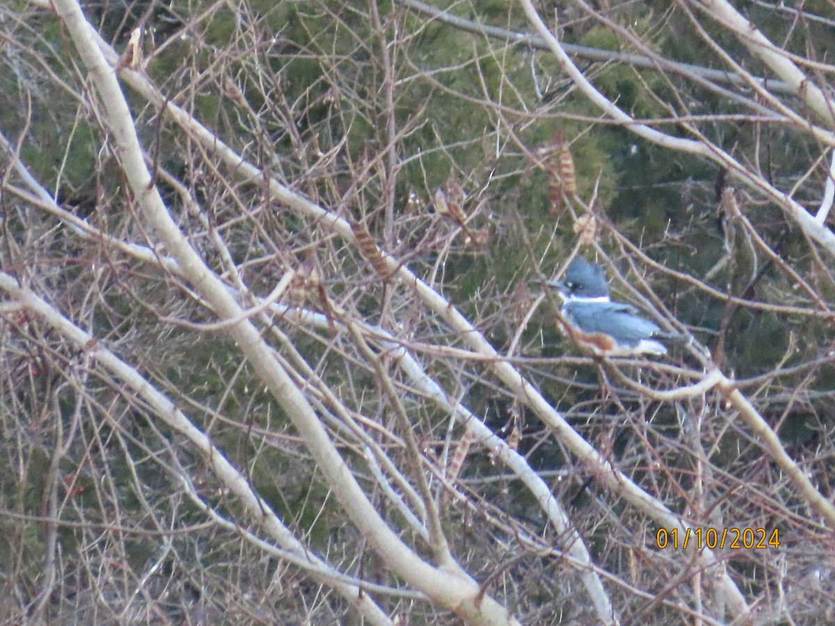 Belted Kingfisher - ML613374886