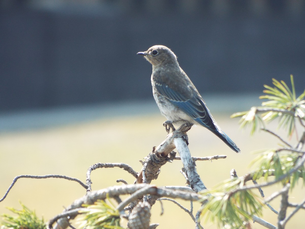 Mountain Bluebird - ML613374902