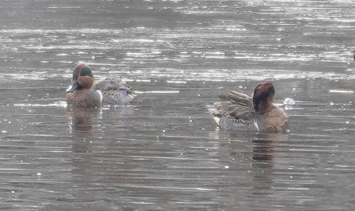 Green-winged Teal - ML613374943