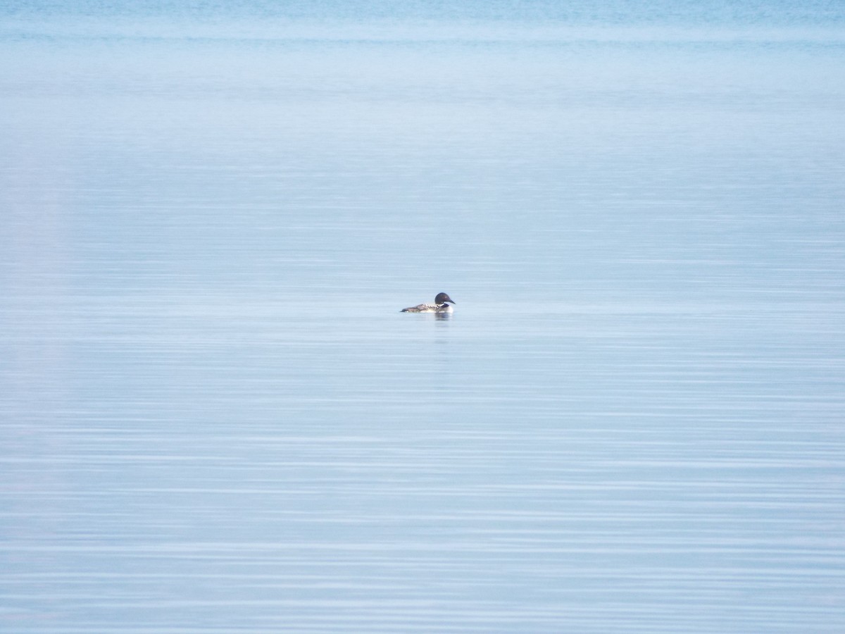 Common Loon - Chen Faibis