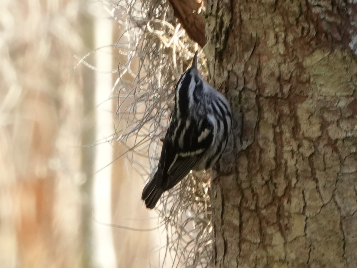 Black-and-white Warbler - ML613374995