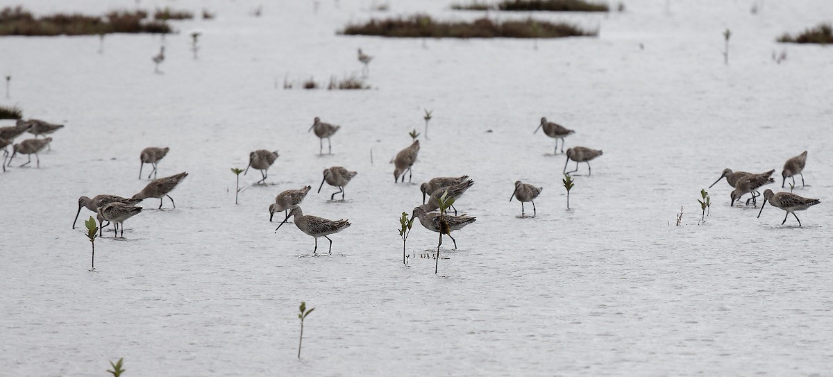 Asian Dowitcher - ML613375028