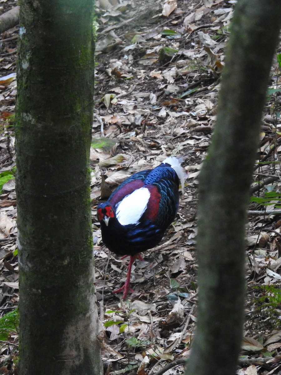 Swinhoe's Pheasant - ML613375055