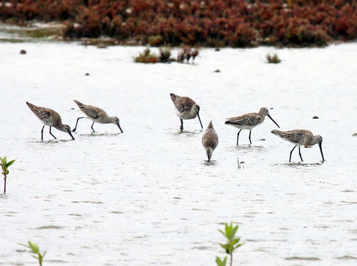 Asian Dowitcher - ML613375064