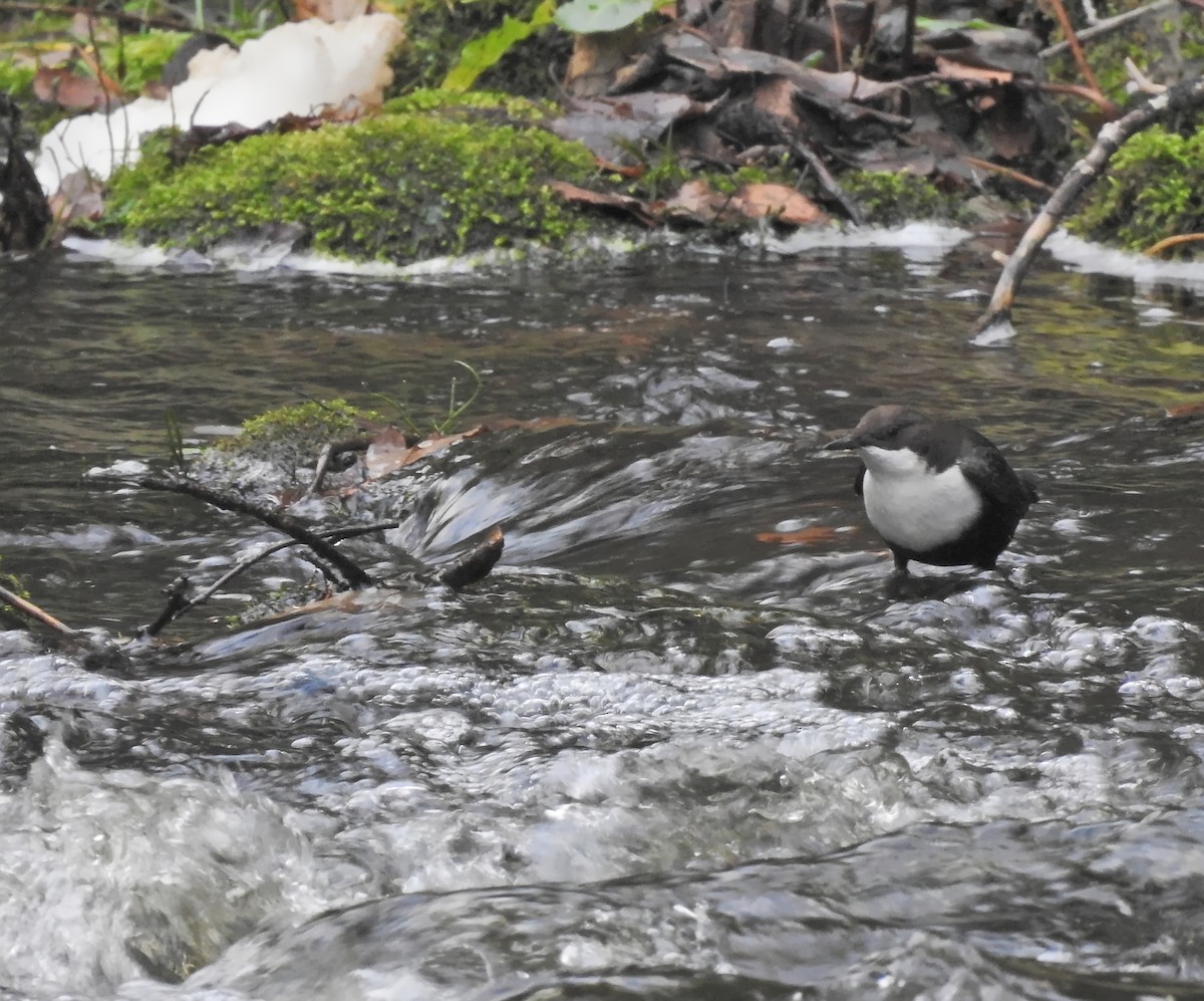 White-throated Dipper - Nicolás Tamargo de Eguren