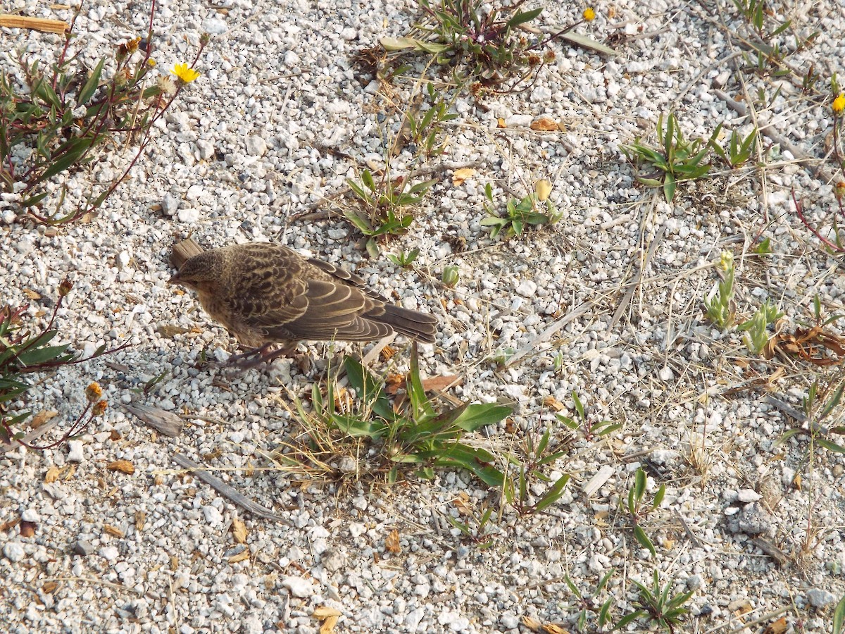 Brown-headed Cowbird - ML613375147