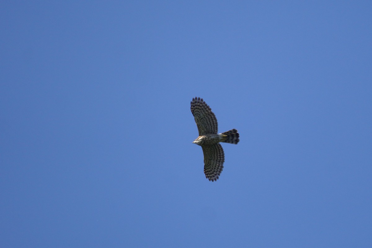 Crested Goshawk - Shih-Chun Huang