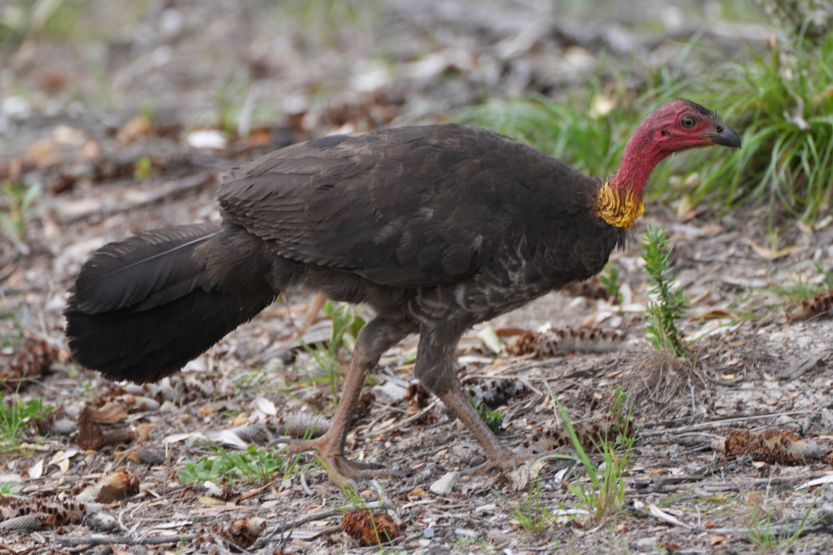 Australian Brushturkey - ML613375263