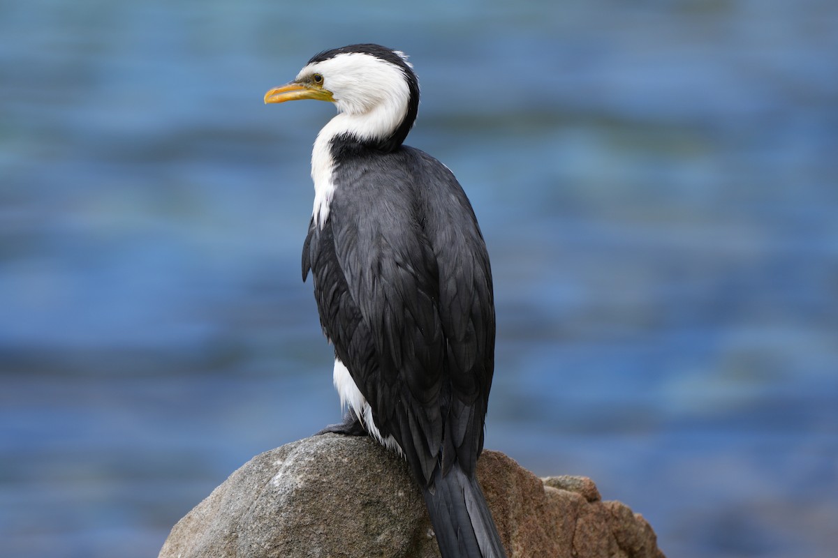 Little Pied Cormorant - ML613375276