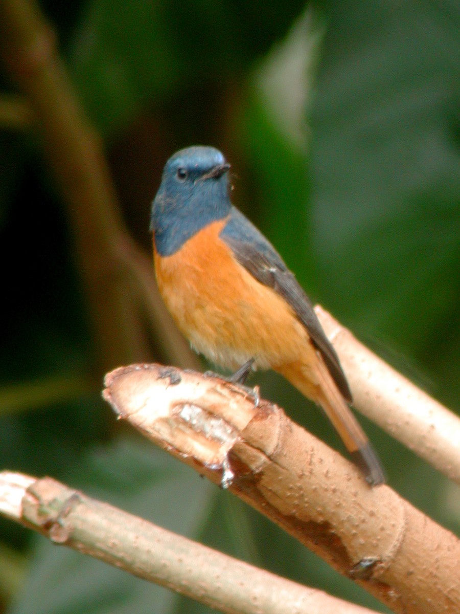 Blue-fronted Redstart - ML613375282