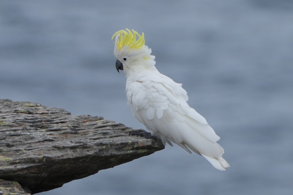 Sulphur-crested Cockatoo - ML613375283