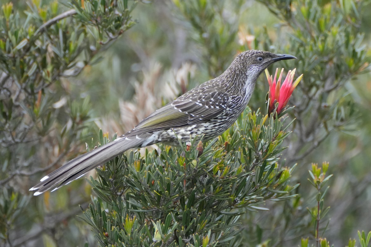 Little Wattlebird - ML613375288