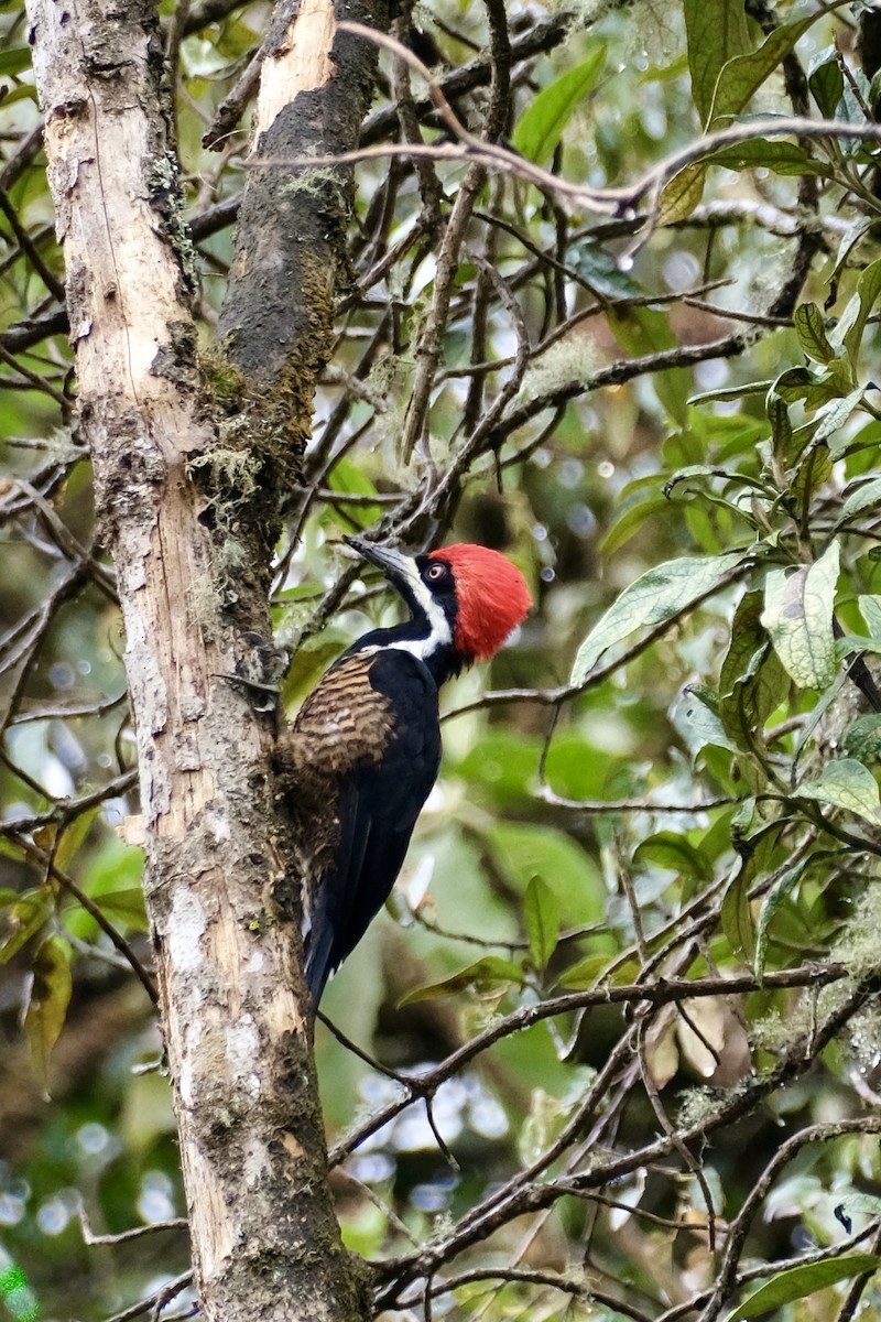 Powerful Woodpecker - ML613375335