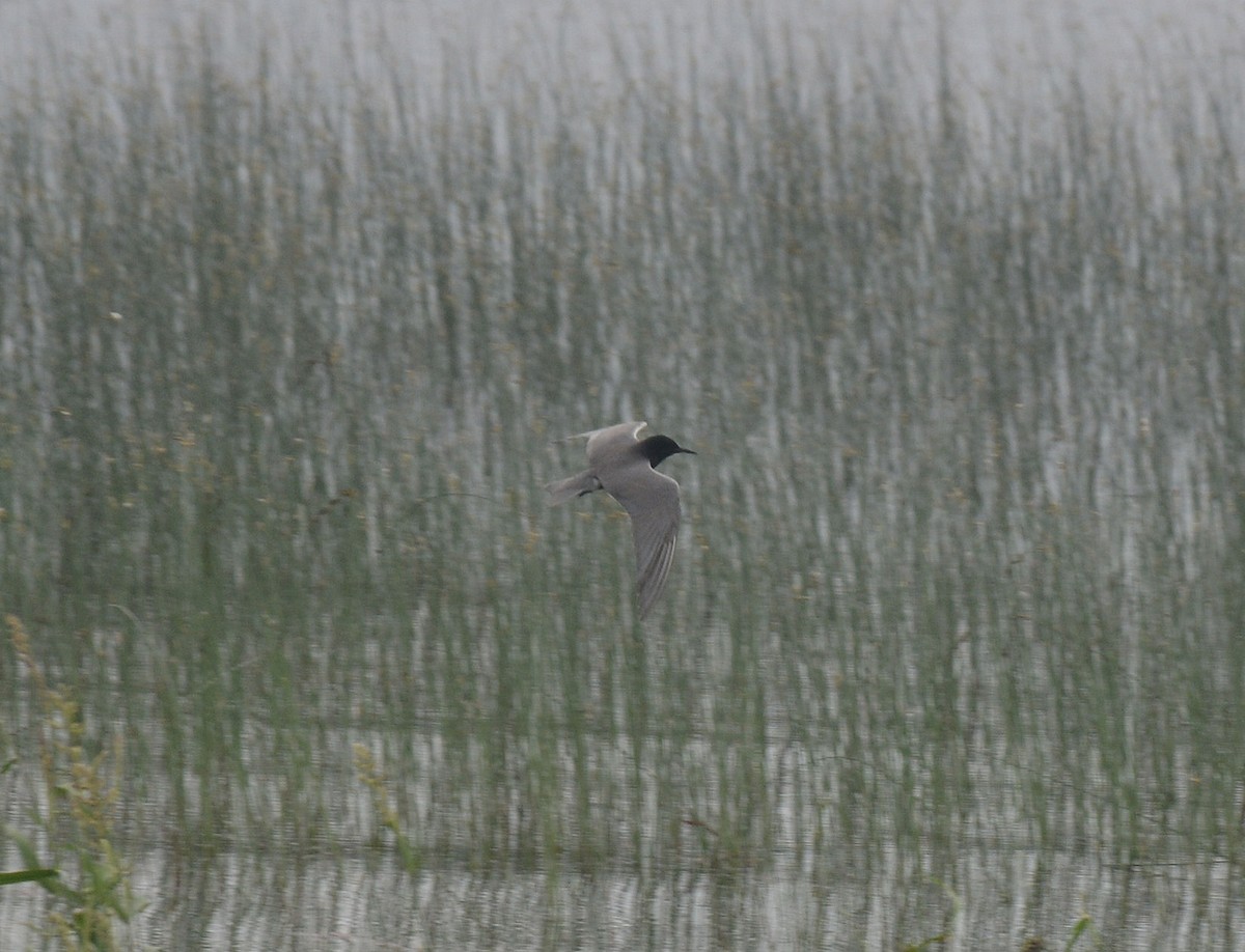 Black Tern - ML61337541