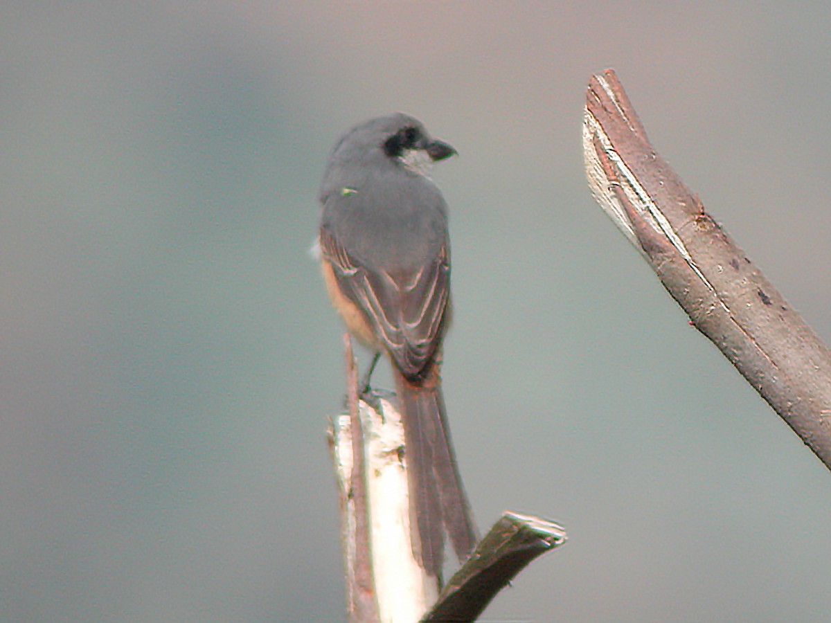 Gray-backed Shrike - ML613375428