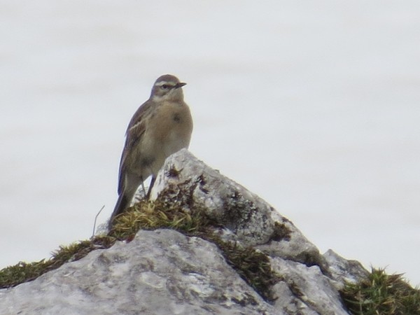 Water Pipit - ML613375431
