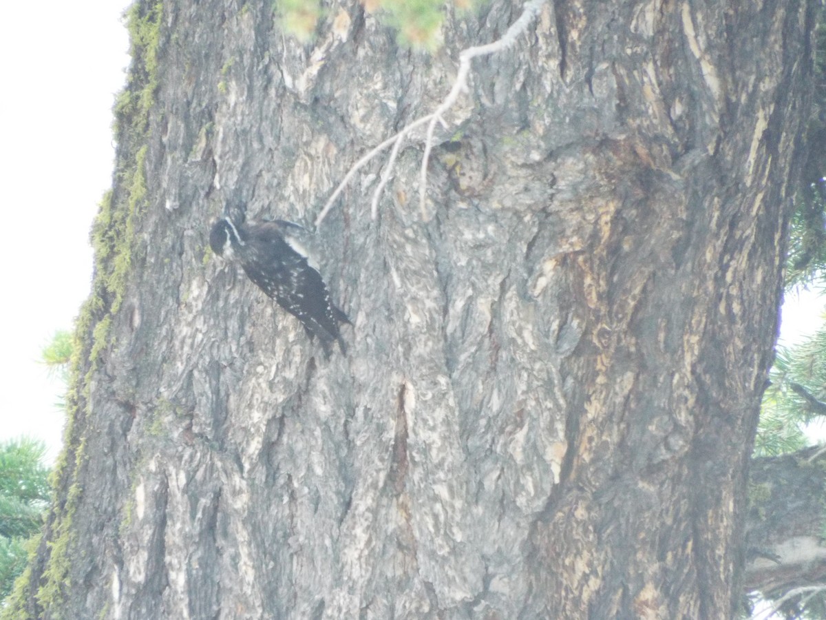 American Three-toed Woodpecker - ML613375449