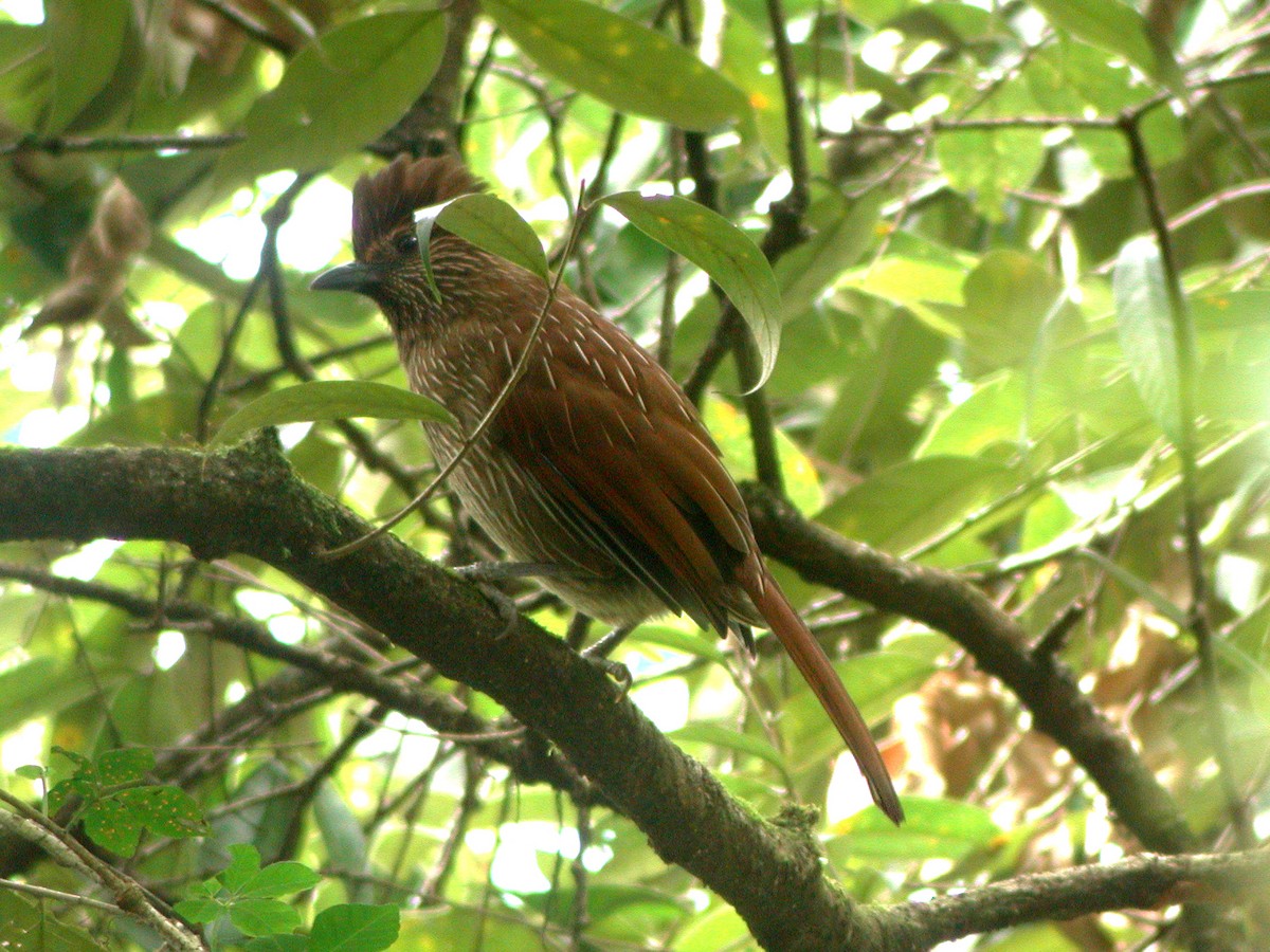 Striated Laughingthrush - Lim Kim Chye