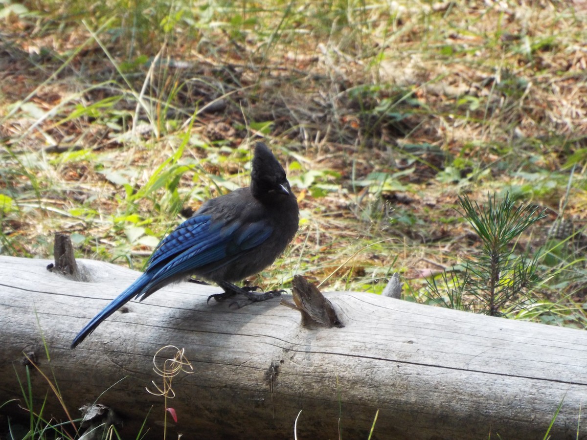 Steller's Jay - ML613375459