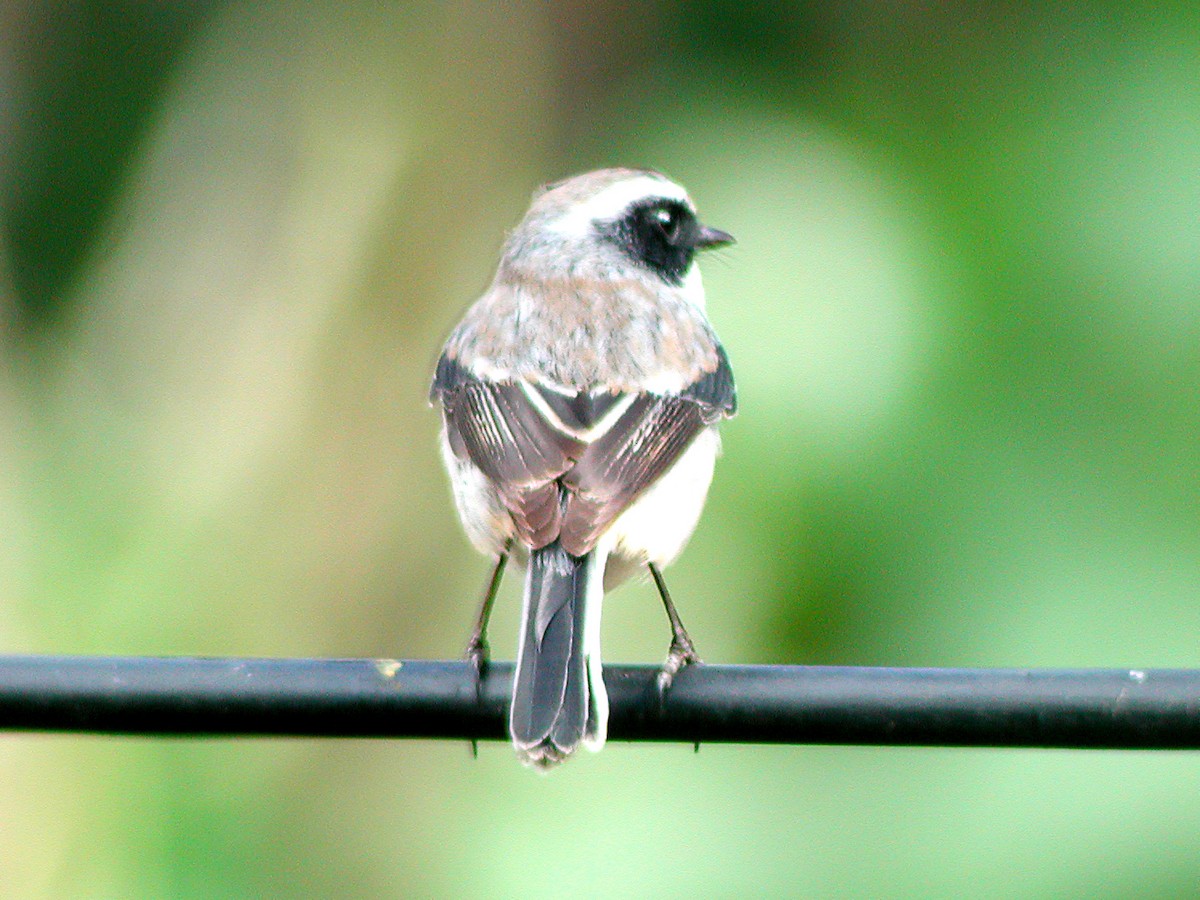 Gray Bushchat - ML613375469