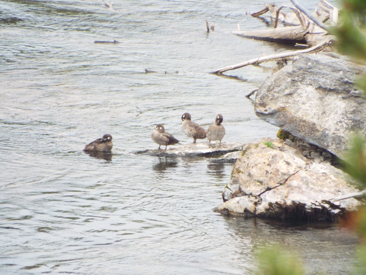 Harlequin Duck - ML613375480