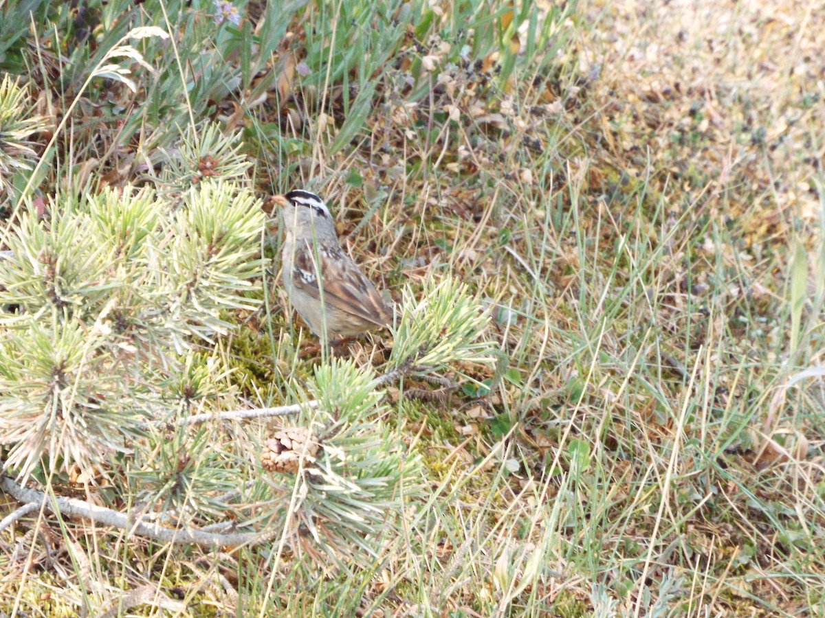 White-crowned Sparrow - ML613375551