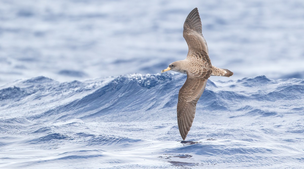Cory's Shearwater - ML613375596