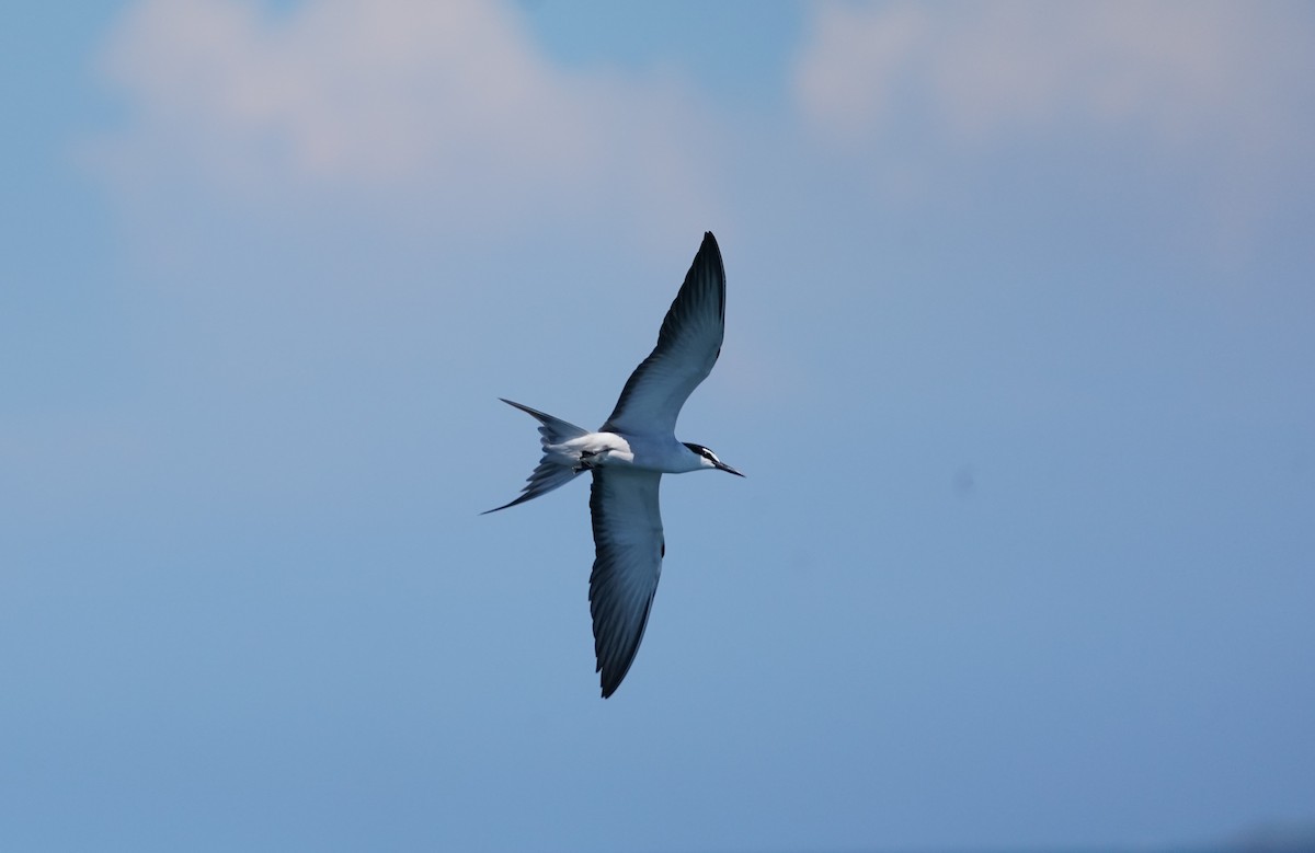 Bridled Tern - ML613375748