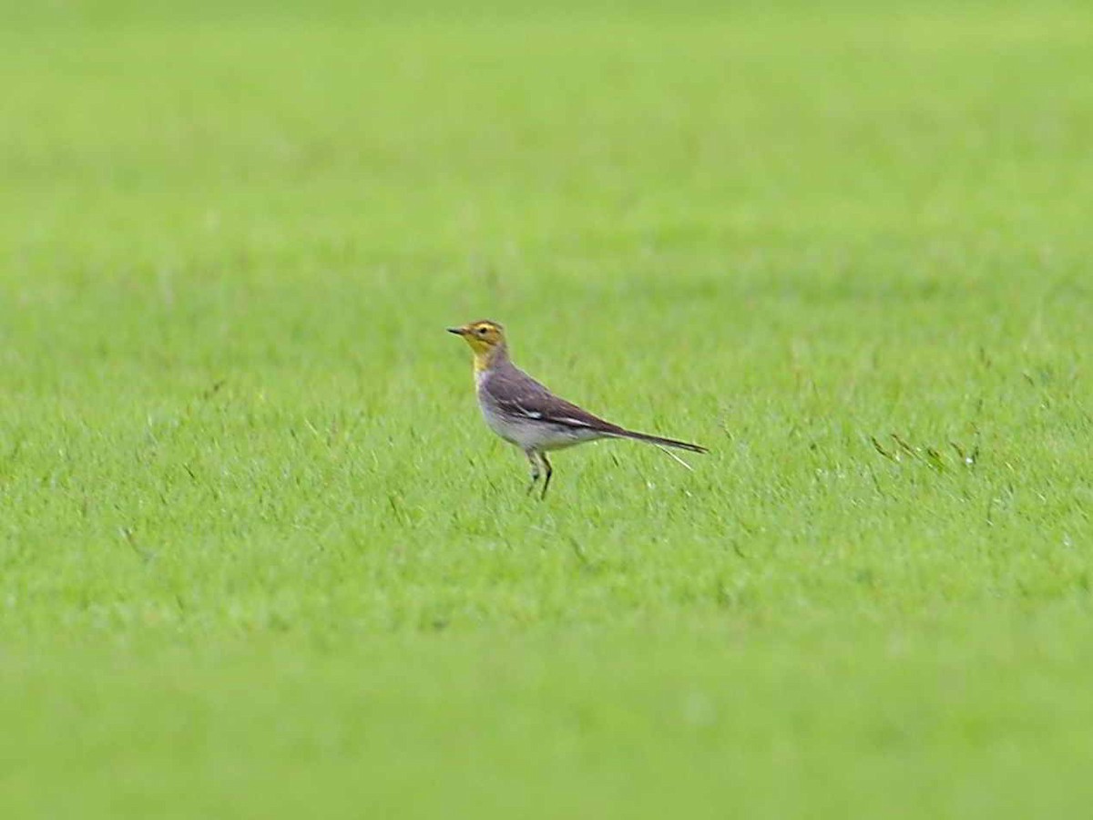 Citrine Wagtail - Choong YT