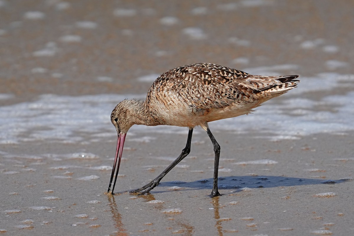 Marbled Godwit - ML613375769