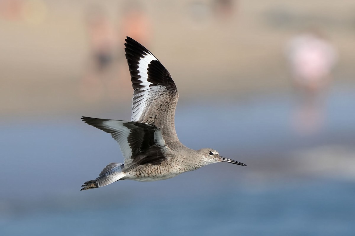 Willet - ML613375790