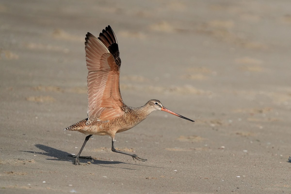 Marbled Godwit - ML613375794