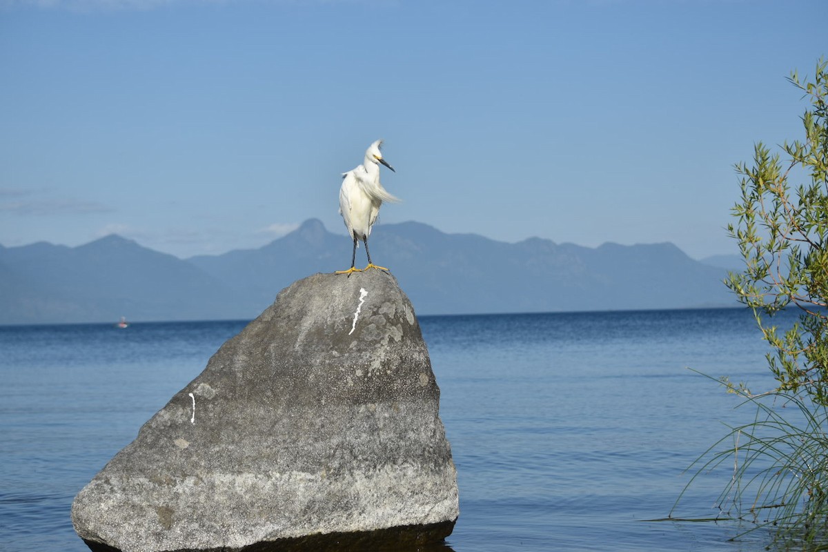 Snowy Egret - Felix Silva