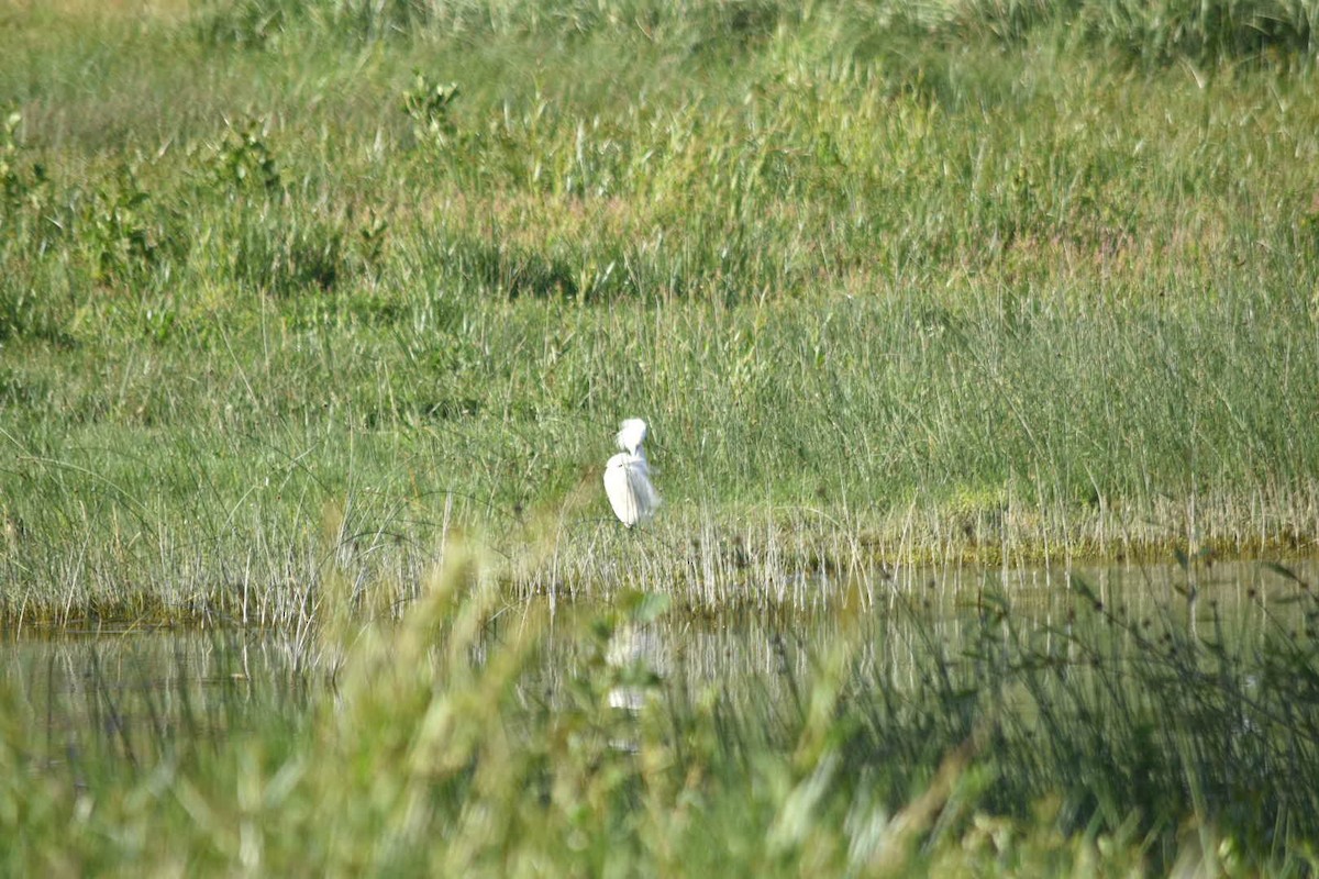 Snowy Egret - ML613375840