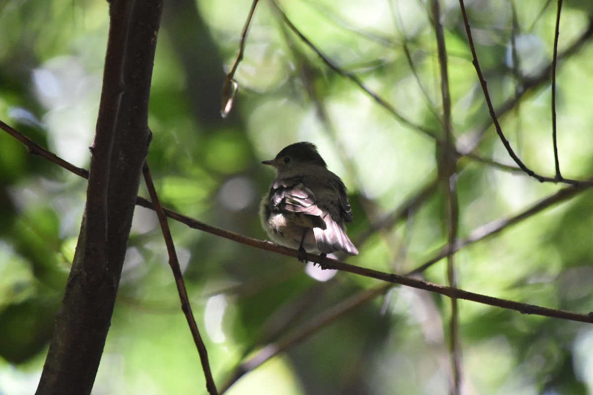 White-crested Elaenia - Felix Silva