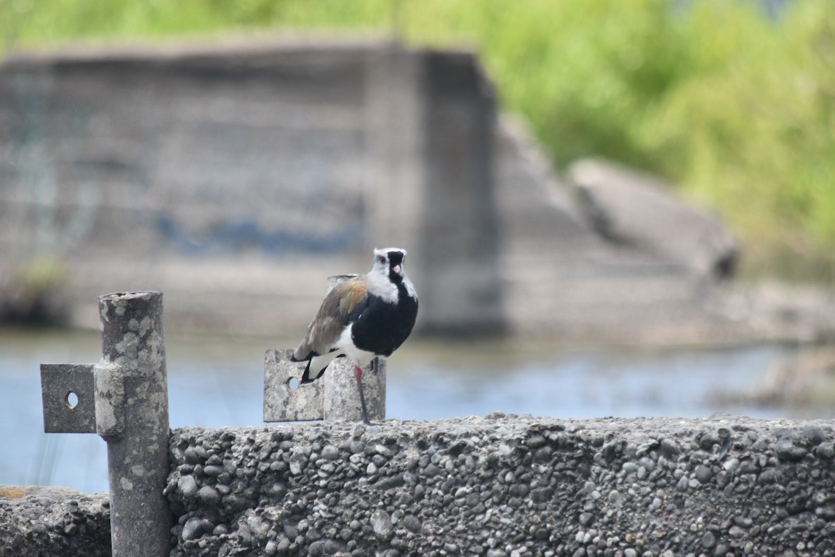 Chimango Caracara - Felix Silva