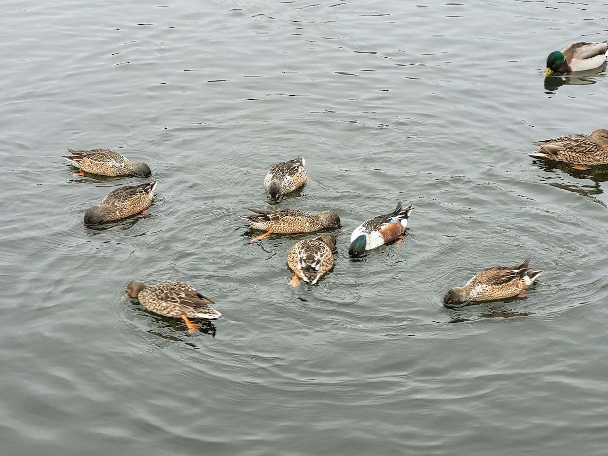 Northern Shoveler - ML613375928