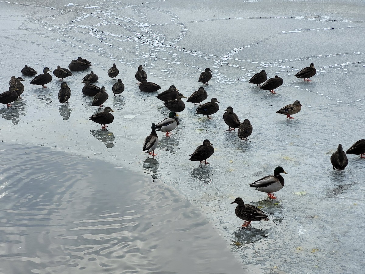 American Black Duck - ML613375933