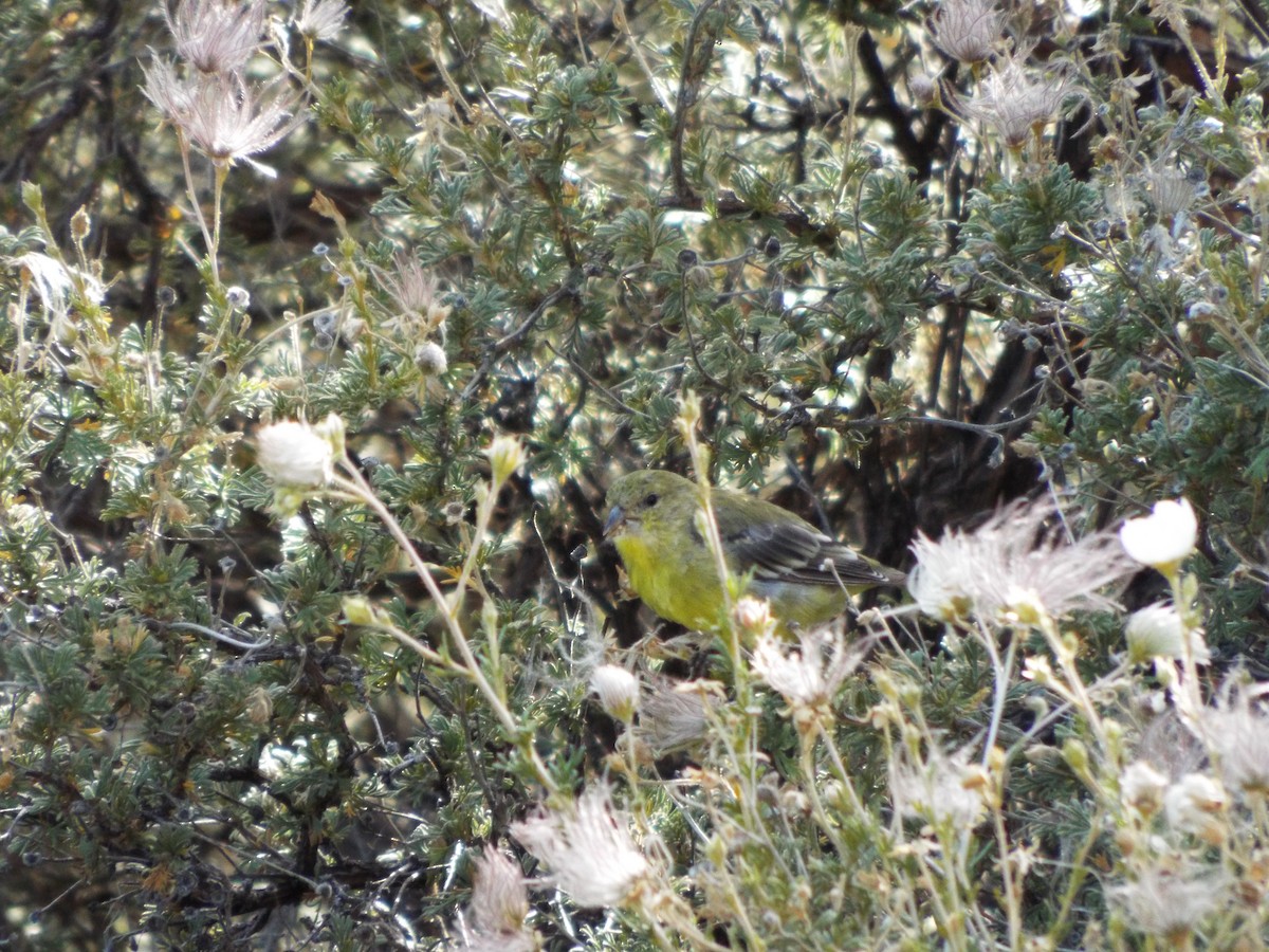 Lesser Goldfinch - ML613375956