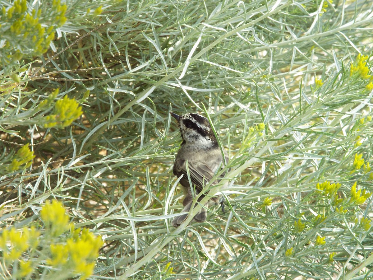 Mountain Chickadee - ML613375976