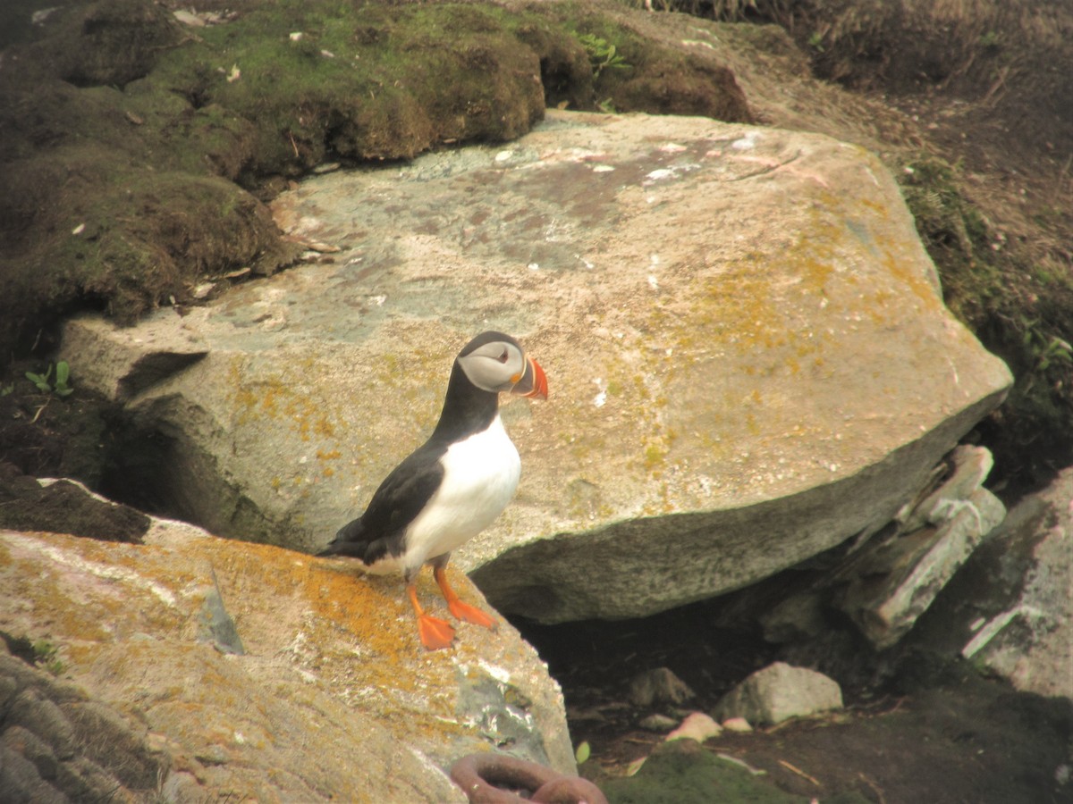 Atlantic Puffin - ML613375983