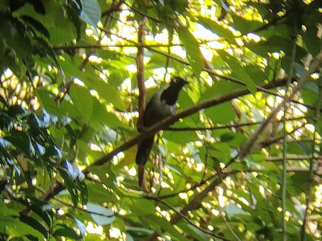 Black-hooded Laughingthrush - ML613375986