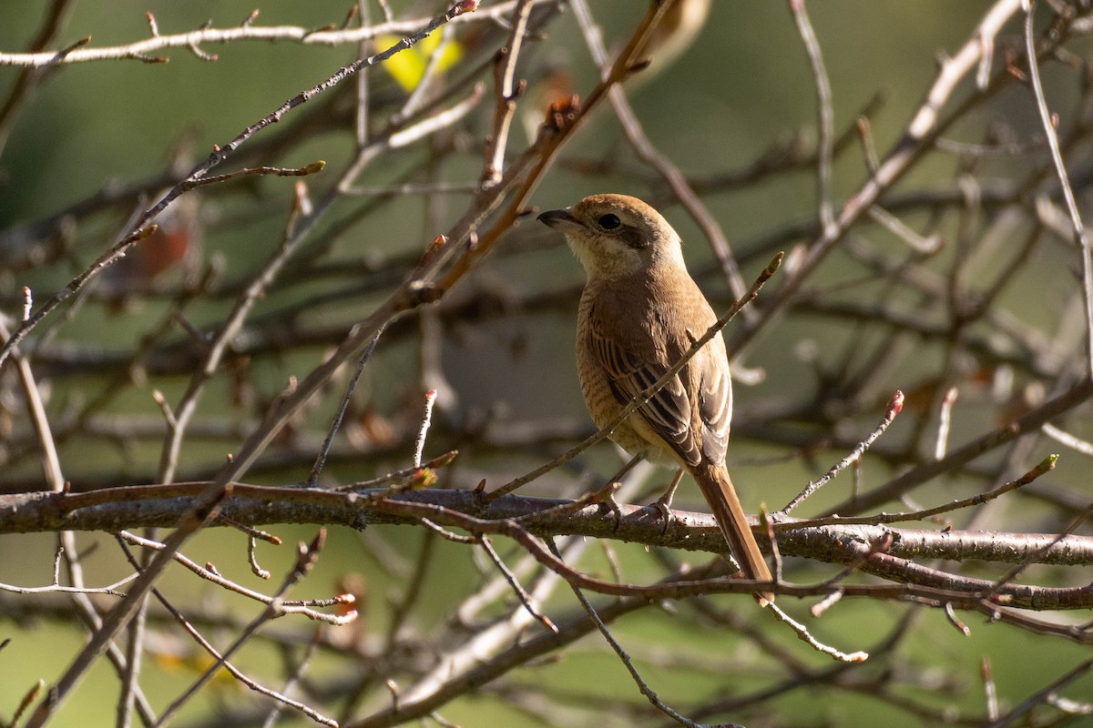 Brown Shrike - ML613375991